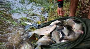 Parque Lara Guimarães recebe uma tonelada de peixes para pescaria em Trindade