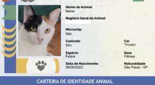 RG para cães e gatos: veja como fazer gratuitamente