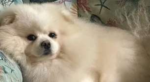 Cão morre após banho e tosa em petshop, e família diz que animal foi 'torrado' durante atendimento
