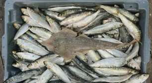 Quase 500kg de peixes são apreendidos em ação contra pesca ilegal em Niterói
