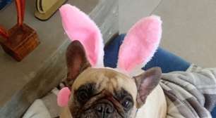 Cuidado redobrado na Páscoa: Chocolate é um veneno para o seu Cachorro, Saiba o motivo