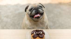 8 cuidados com a alimentação dos animais na Páscoa