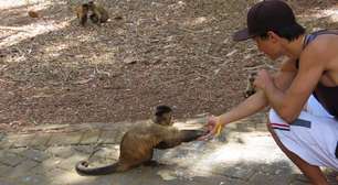 Pesquisadores da USP estudam macacos-prego no Parque Areião, em Goiânia