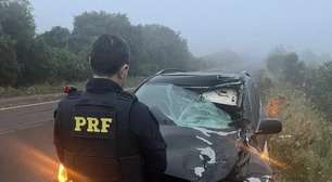 Cavalo morre ao ser atropelado por SUV na BR-158 em Santa Maria
