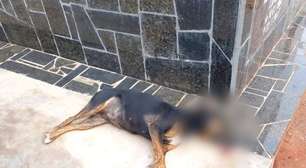 Polícia Civil investiga mortes de cães por envenenamento em Palmeira das Missões