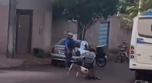 GO: pit bull em 'surto' fere tutor, foge de casa e mata cachorros na rua
