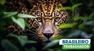 Projeto Lei da Onça: Protegendo Felinos Silvestres e Pecuária em MS