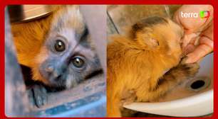 Macaquinho se esconde atrás de roda após veterinário parar carro para ajudar animal em Goiás