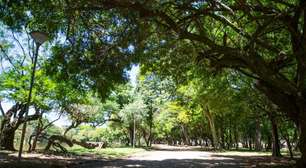 Projeto de Lei obriga construção civil a plantar árvores em Porto Alegre
