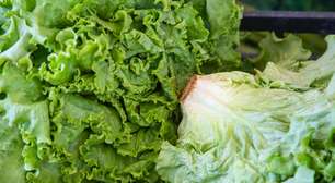 Confira alguns benefícios da alface para o seu corpo