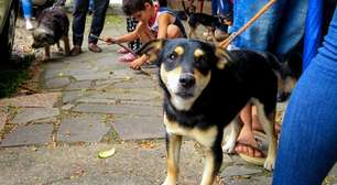 Prefeitura abre inscrições para castração de animais nesta quarta-feira; Confira os locais de atendimento