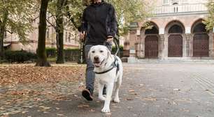4 dicas essenciais para a autonomia e a saúde do cão-guia