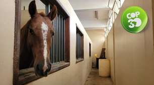 Símbolo da tragédia no RS, cavalo Caramelo vive em universidade e tem fama de 'garanhão'
