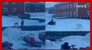 Homem escapa por pouco de ataque de urso polar na Noruega