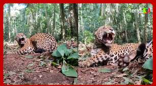 Onça-pintada é capturada e recebe GPS para monitoramento da espécie no Parque do Iguaçu