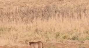 Leão-baio é avistado às margens da Transbrasiliana no RS