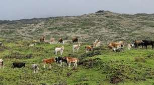 De volta ao estado selvagem: a surpreendente história das vacas da Ilha Amsterdã, que ficaram isoladas no Oceano Índico