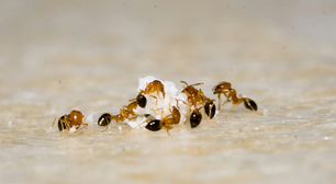 O truque do café para se livrar das formigas em casa é fácil, rápido e sem pesticidas