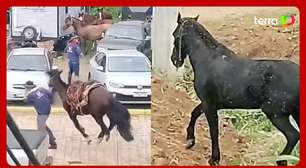 Vídeo mostra correria e desespero durante ataque de abelhas em cavalgada no RS