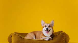 7 tipos de camas para cachorro