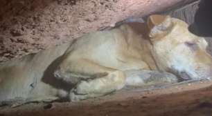 Cadela é resgatada após mais de oito horas presa em fenda de pedras na Serra Gaúcha