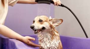 8 sinais que indicam que o cachorro precisa de banho