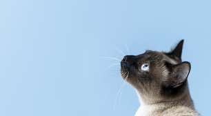 A Mediunidade dos gatos: você sabia que eles são guardiões?