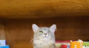 Nesta livraria, você entra para comprar um livro e pode levar um gatinho para casa