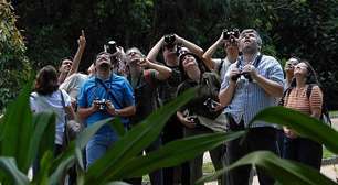 'Banho de floresta': como passar mais tempo na natureza pode ajudar a curar a solidão