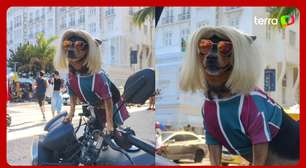 Cadelinha famosa por acompanhar tutor em entregas rouba a cena vestida de Lady Gaga em Copacabana