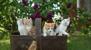 80 gatos ficam abandonados em casarão após morte de tutor em Florianópolis