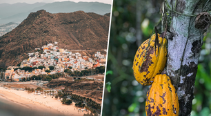 Em plena crise mundial do cacau, as Ilhas Canárias tiveram uma ideia: e se cultivassem o fruto por lá?