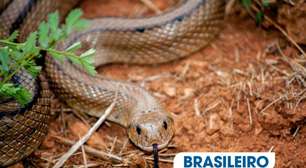 Descoberta Revolucionária: Antídoto de Cobra Criado com Sangue Humano