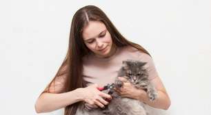 8 cuidados importantes com as unhas dos gatos