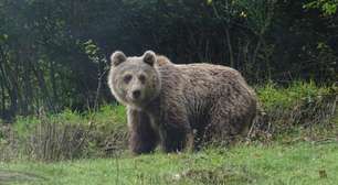 Caçador que matou ursa em reserva natural é condenado na França; defensores de animais celebram julgamento