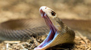 O homem que foi mordido centenas de vezes por cobras venenosas abre caminho para um antídoto universal