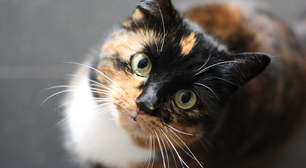 Saiba como religiões intensificaram a domesticação dos gatos