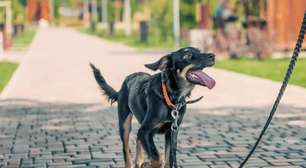 9 motivos para manter o cão na coleira e guia em passeios