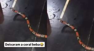 Jovem tortura cobra, publica vídeo nas redes e é processado