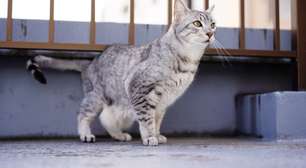 4 características do gato da raça mau egípcio