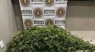 BM flagra plantação de maconha "camarão" e prende suspeito no litoral gaúcho