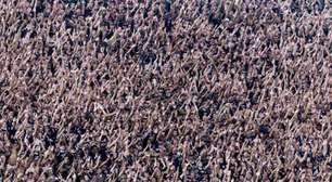 Torcedores de organizada do Corinthians vão cobrar denúncias de propina na base