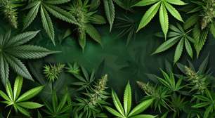 Click Cannabis usa silêncio nas ruas para gerar debate
