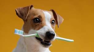 Veja como cuidar da saúde bucal do seu animal de estimação