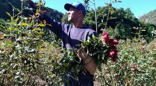 Programa Florescer impulsiona floricultura fluminense
