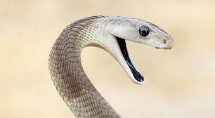 O 'incomparável' antídoto contra veneno de cobra feito a partir de homem picado 200 vezes