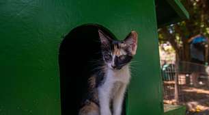 Nova lei no Rio autoriza tratamento gratuito para animais diagnosticados com esporotricose