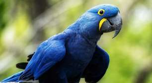 10 curiosidades incríveis sobre a arara-azul