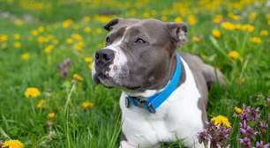 4 características do cachorro da raça staffordshire bull terrier