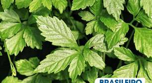 Gynostemma: A Planta Milagrosa que Protege o Coração e Controla a Glicose